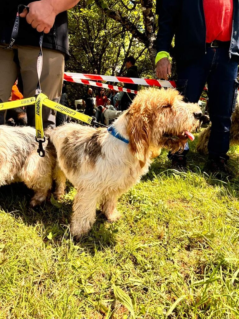 Spock Des Gites De La Fombale