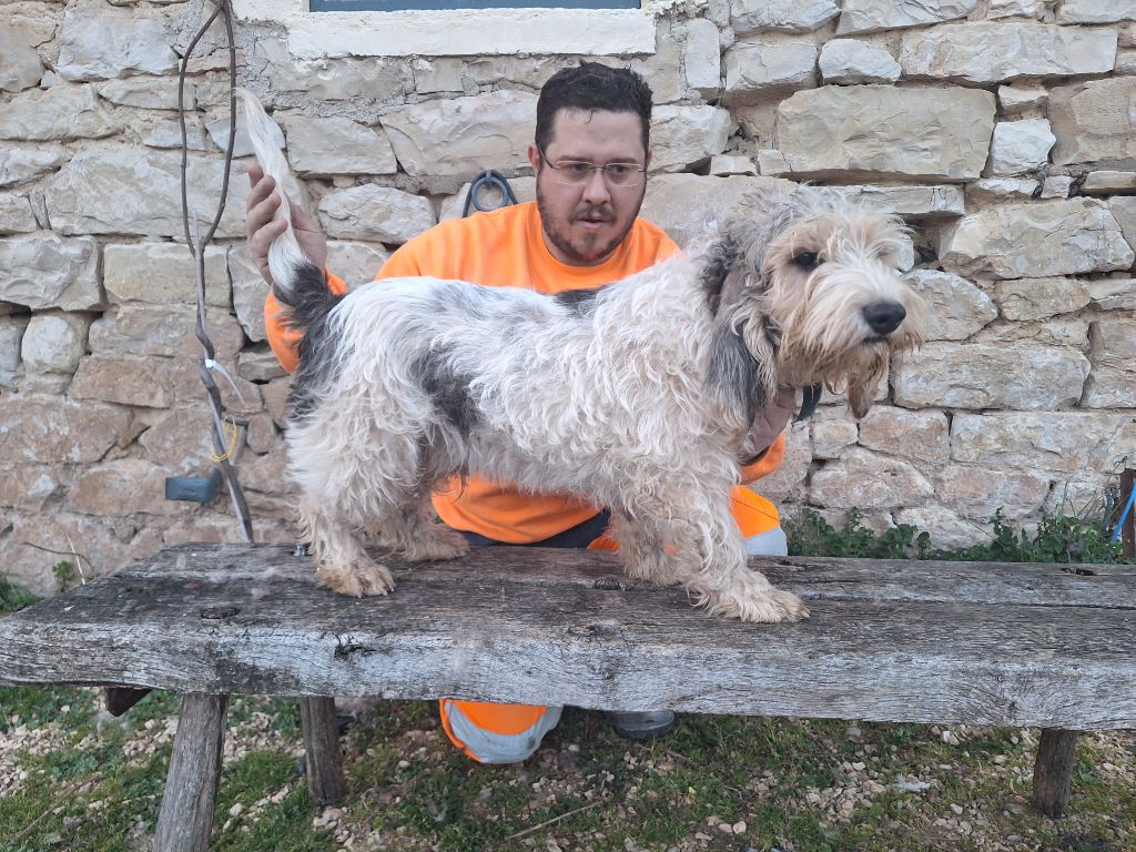 Vaillant Des Gites De La Fombale