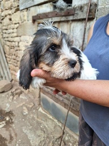 les derniers chiots a la vente de SAM et PAGAILLE........